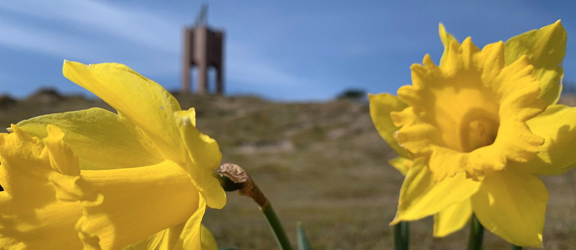 Narzissen vor dem Norderneyer Kap